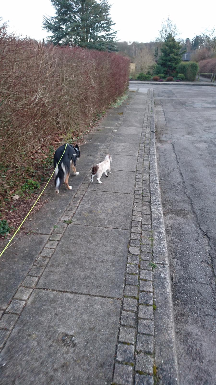 Blanding af racer Paw billede 7