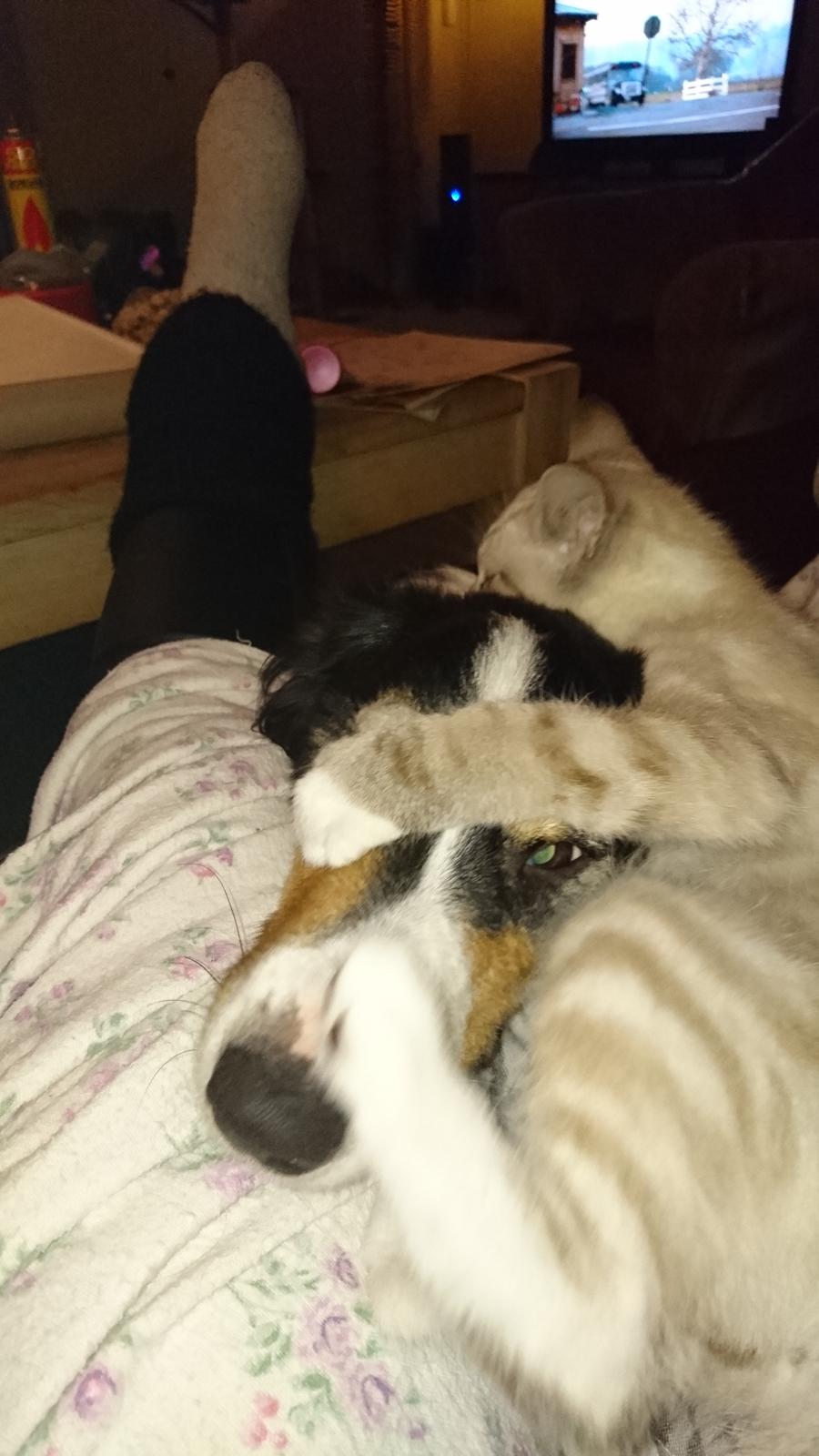 Blanding af racer Paw billede 8