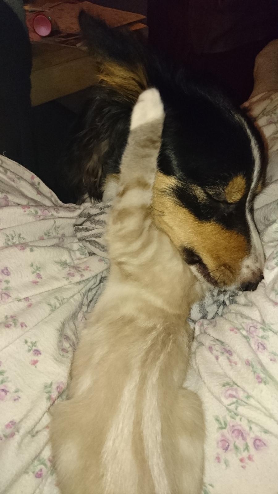 Blanding af racer Paw billede 9