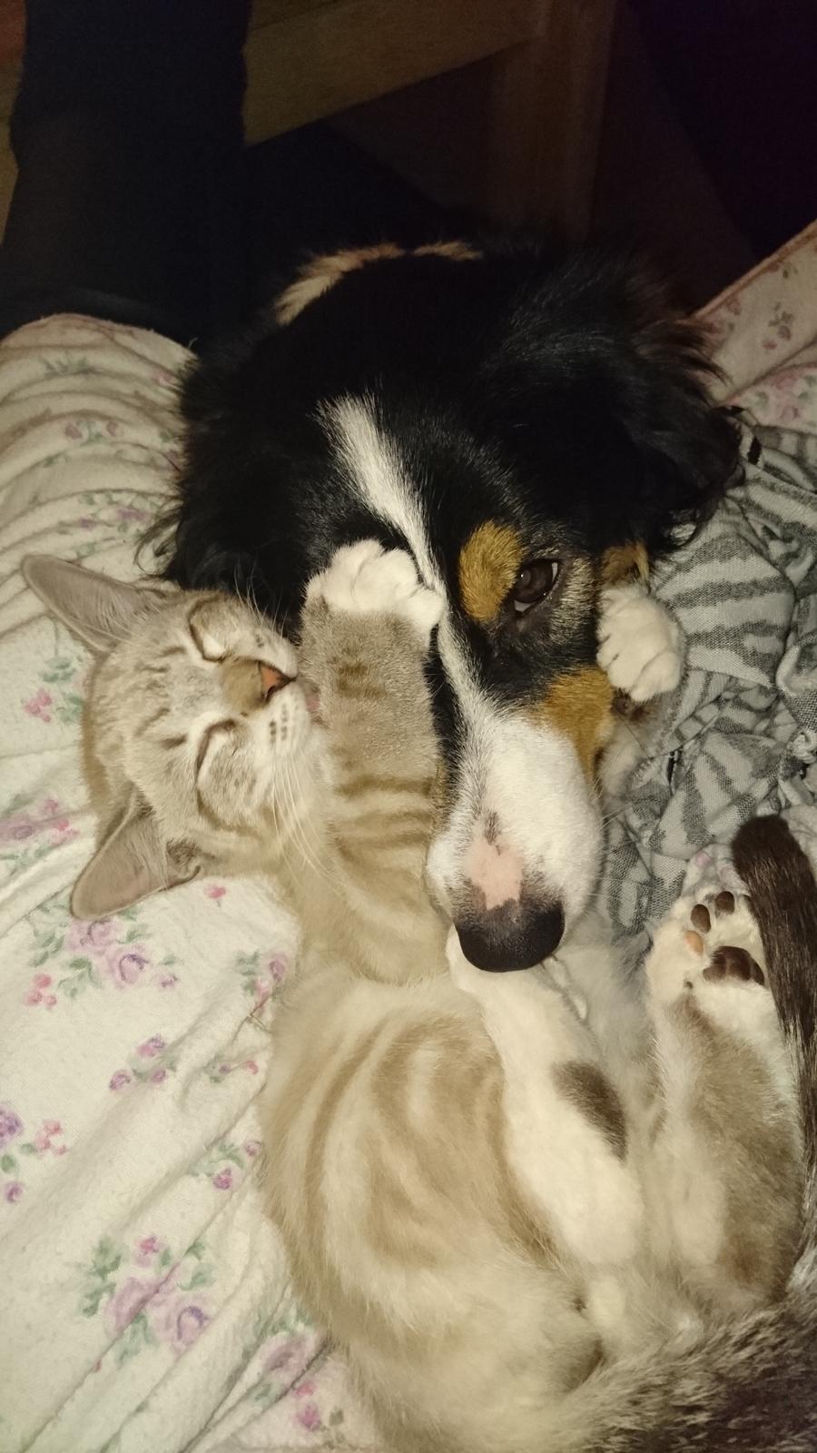 Blanding af racer Paw billede 10