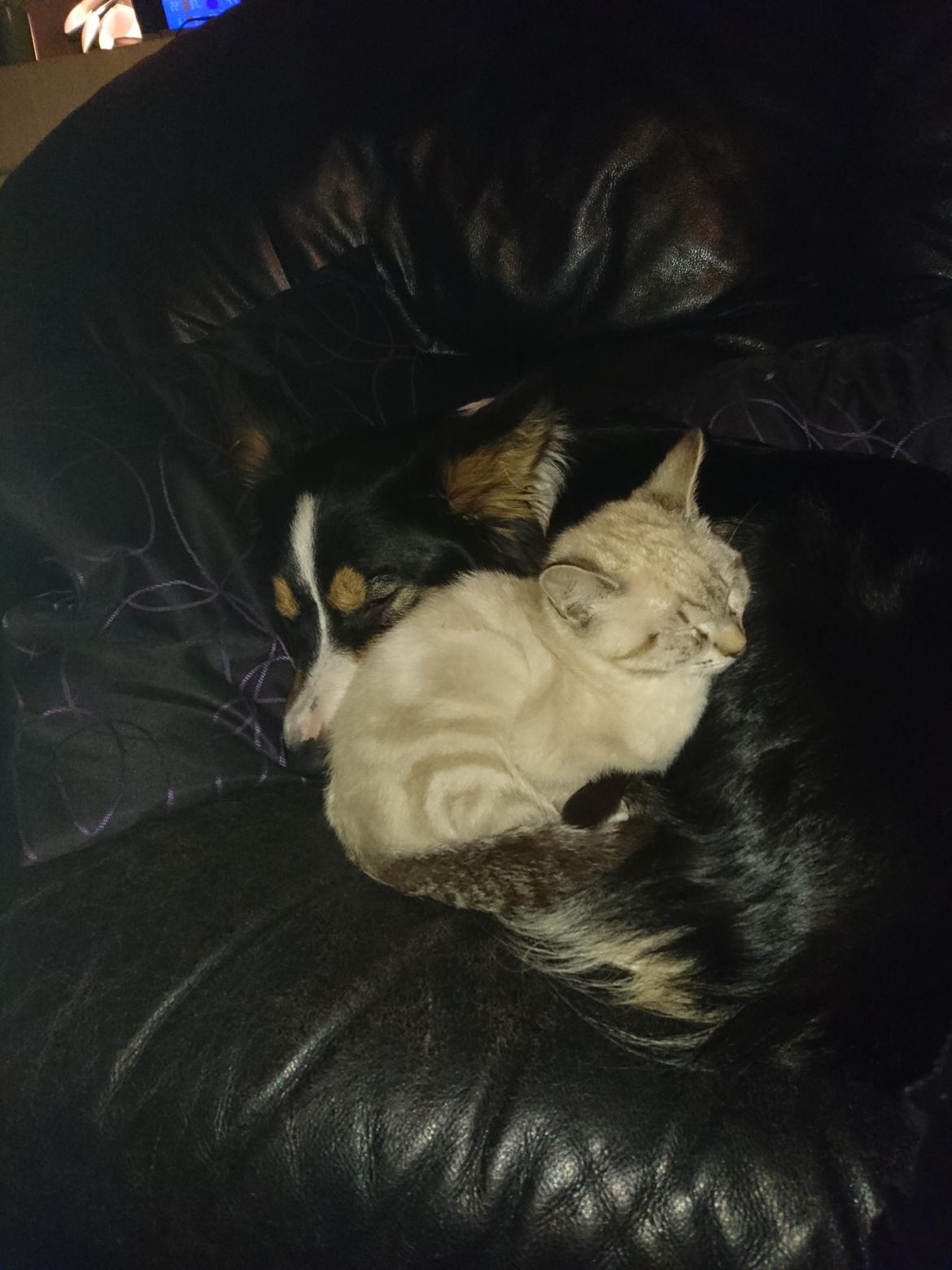 Blanding af racer Paw billede 11