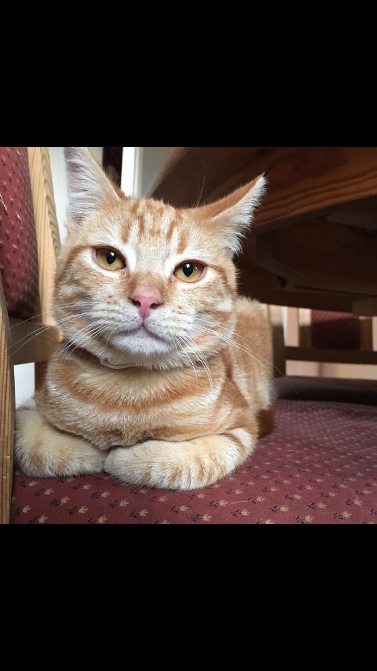 Huskat Miko (killing) billede 1