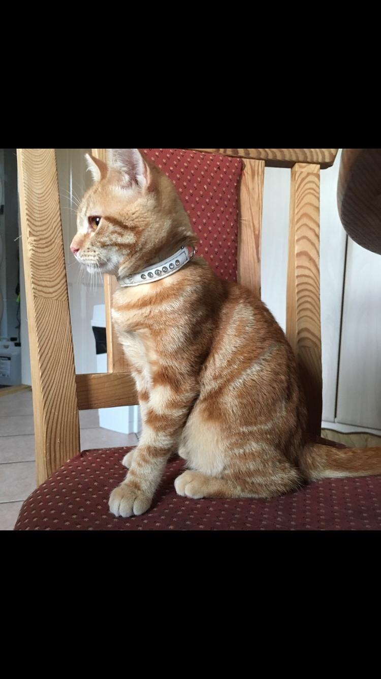 Huskat Miko (killing) billede 2