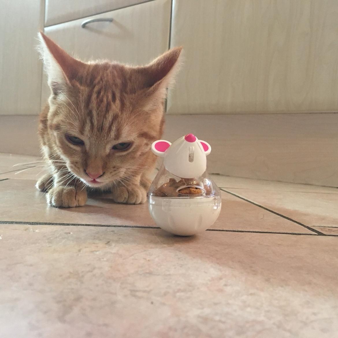 Huskat Miko (killing) billede 4