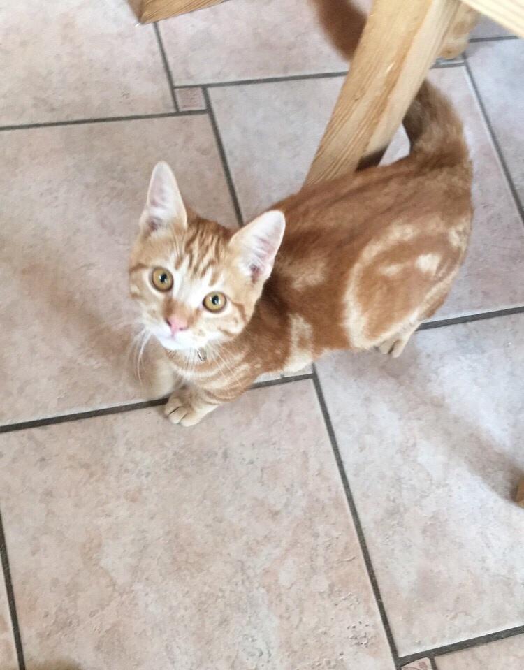 Huskat Miko (killing) billede 5