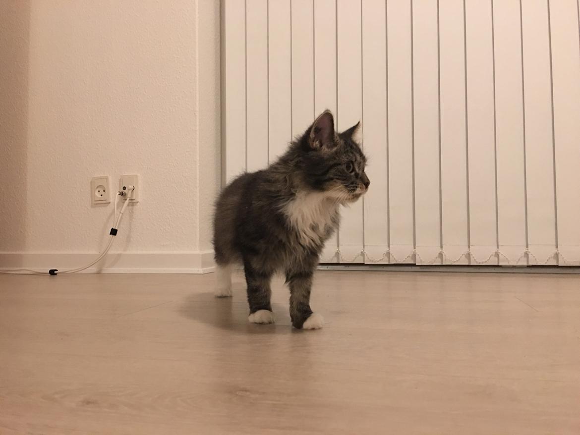 Blanding af racer Mulan billede 1