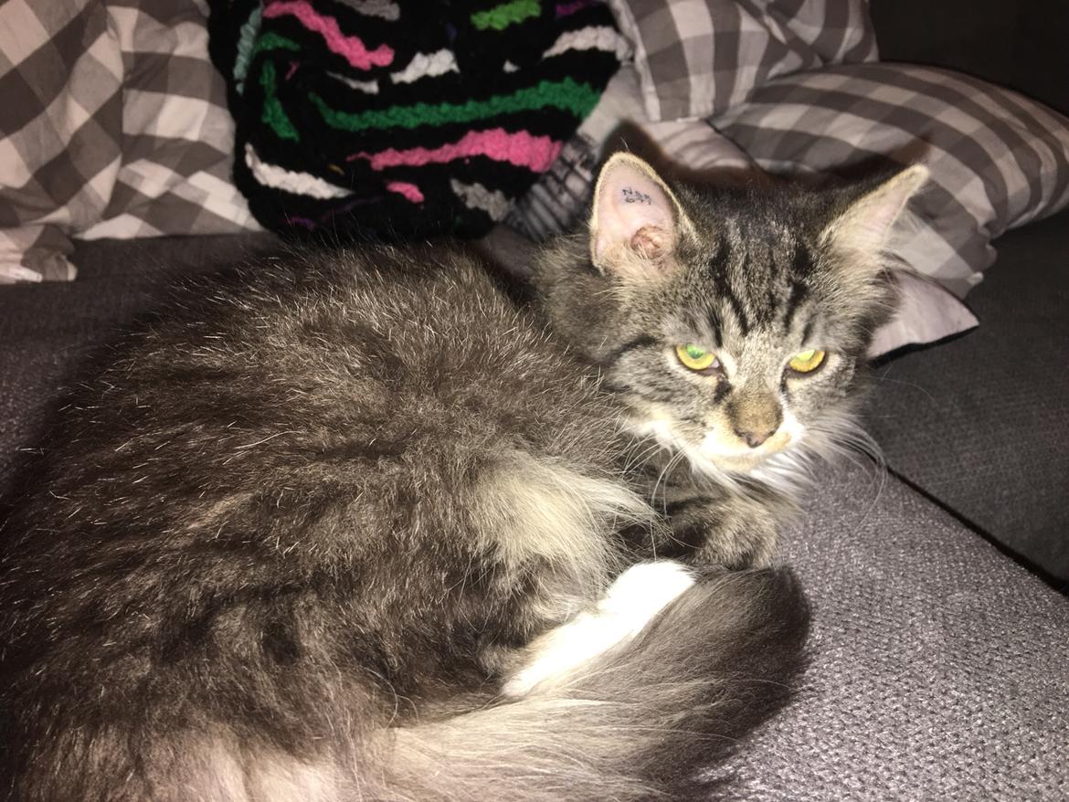 Blanding af racer Mulan billede 3