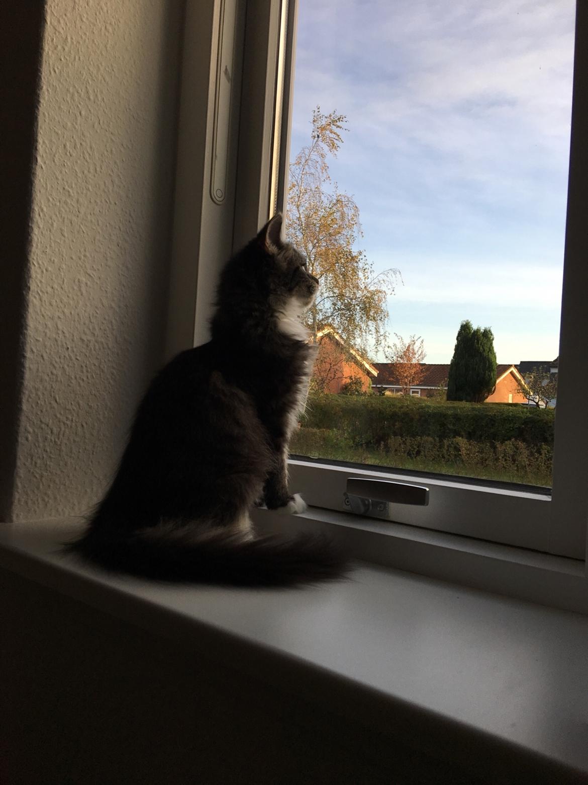 Blanding af racer Mulan billede 4