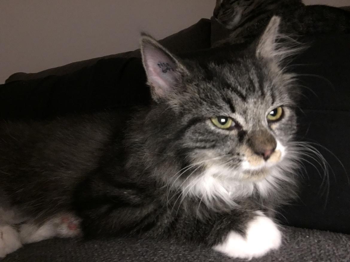 Blanding af racer Mulan billede 5