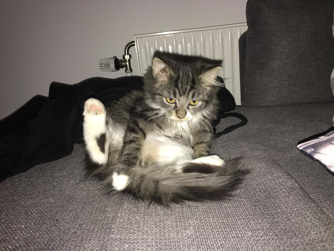 Blanding af racer Mulan billede 2