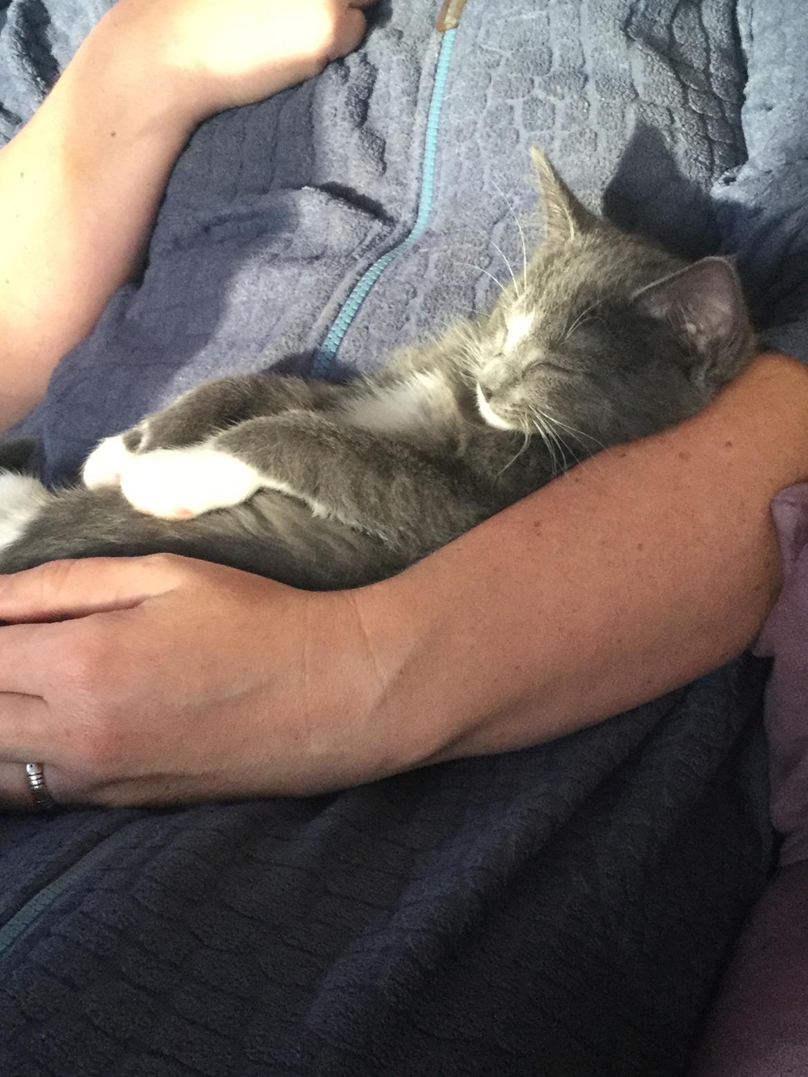 Blanding af racer Gizmo billede 2