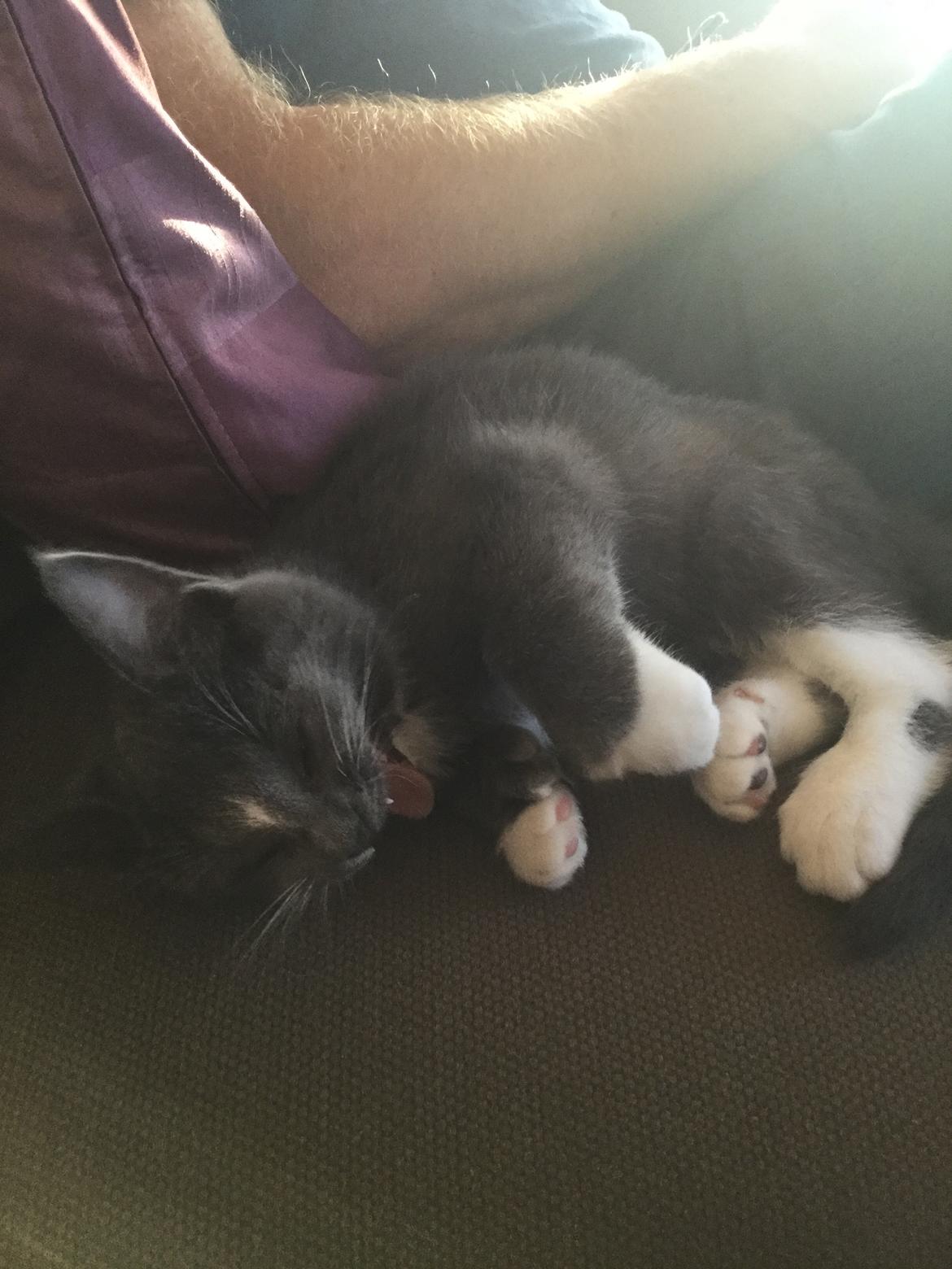 Blanding af racer Gizmo billede 3