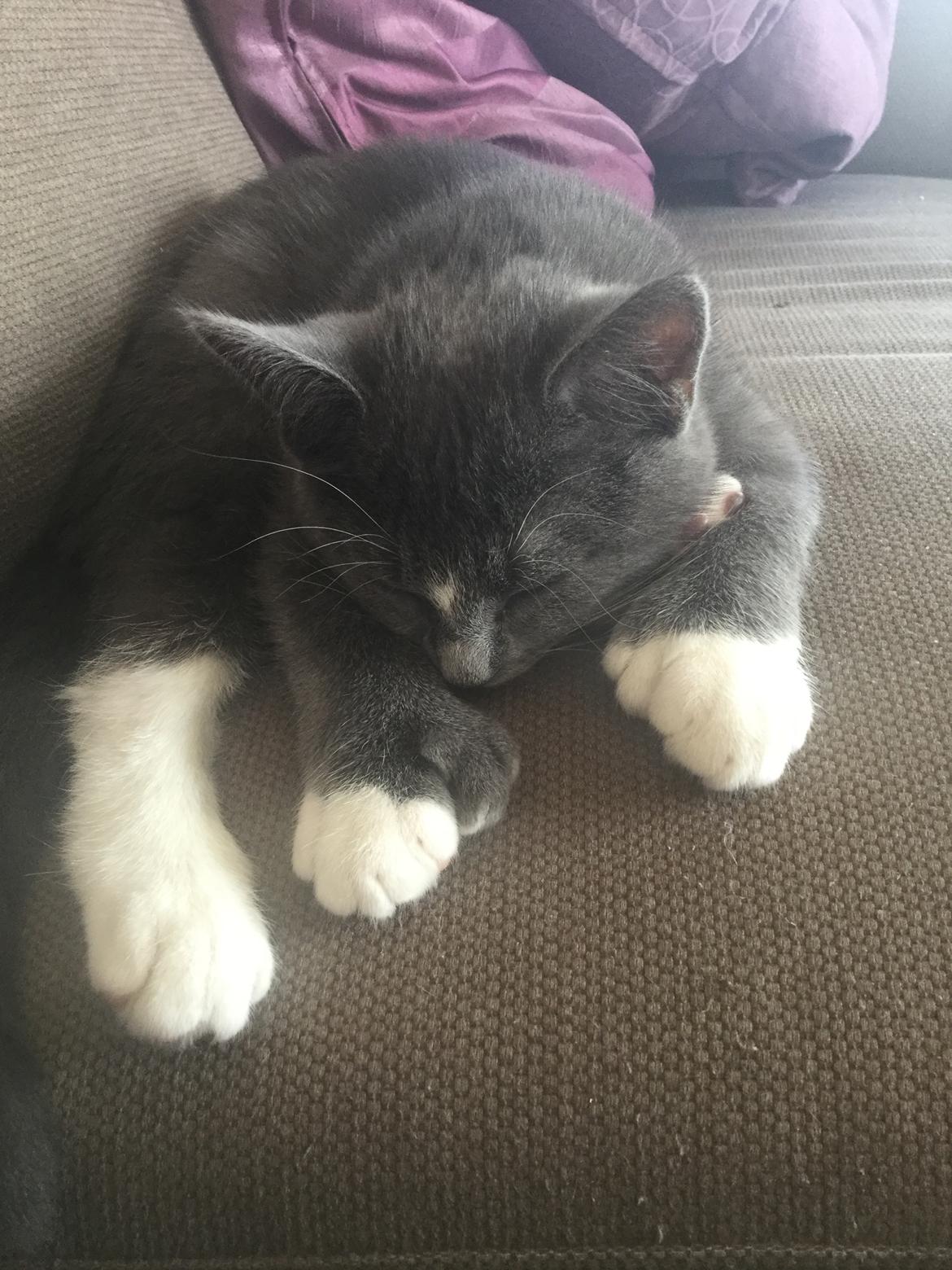 Blanding af racer Gizmo billede 5