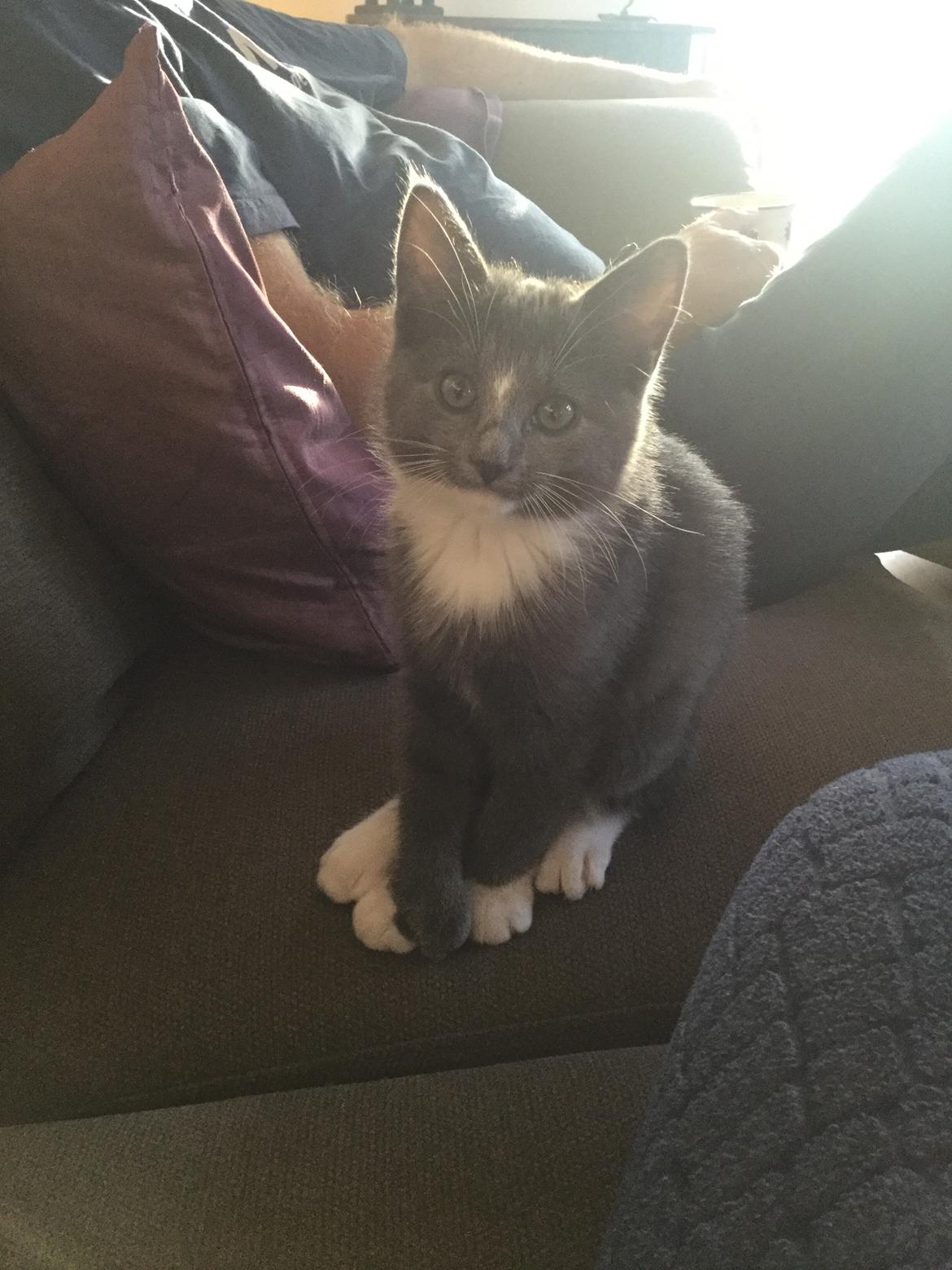 Blanding af racer Gizmo billede 4