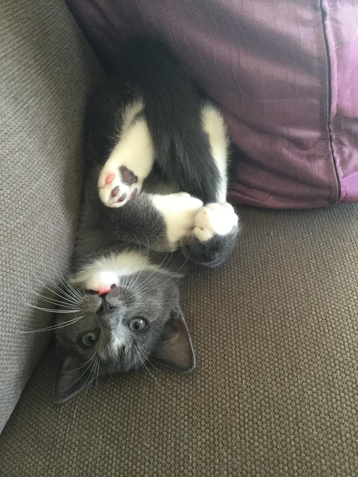 Blanding af racer Gizmo billede 6