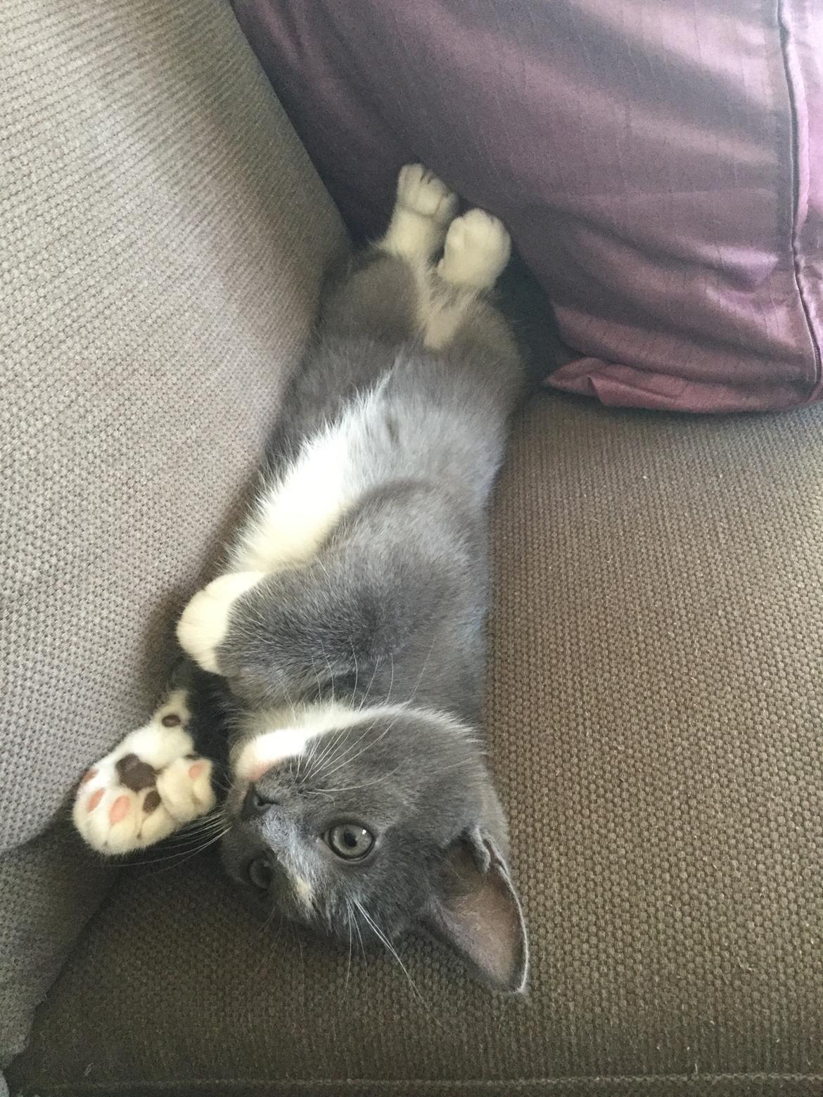 Blanding af racer Gizmo billede 7