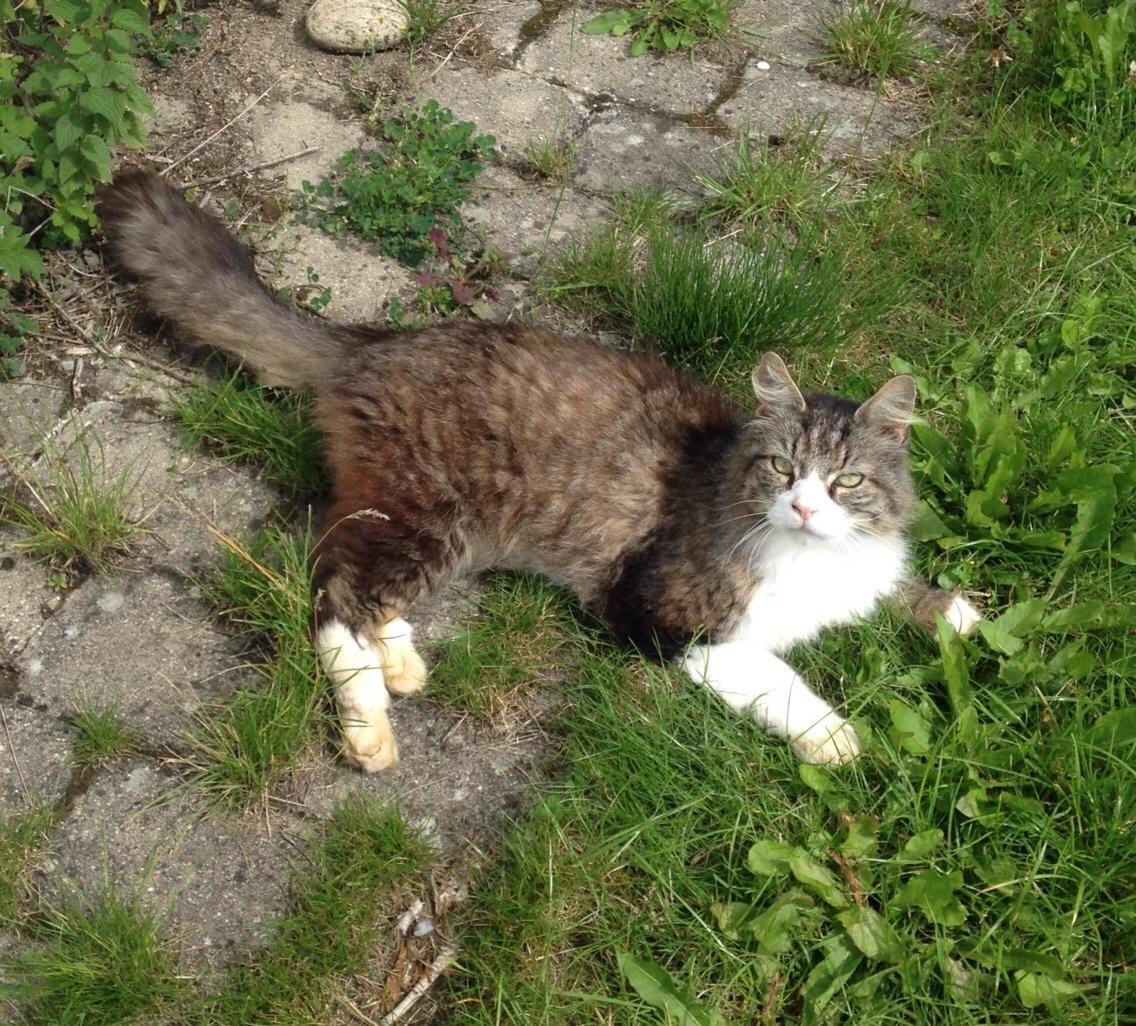 Blanding af racer Ludvig billede 2