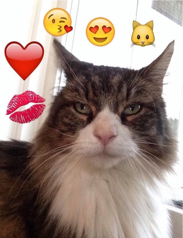 Blanding af racer Ludvig billede 1