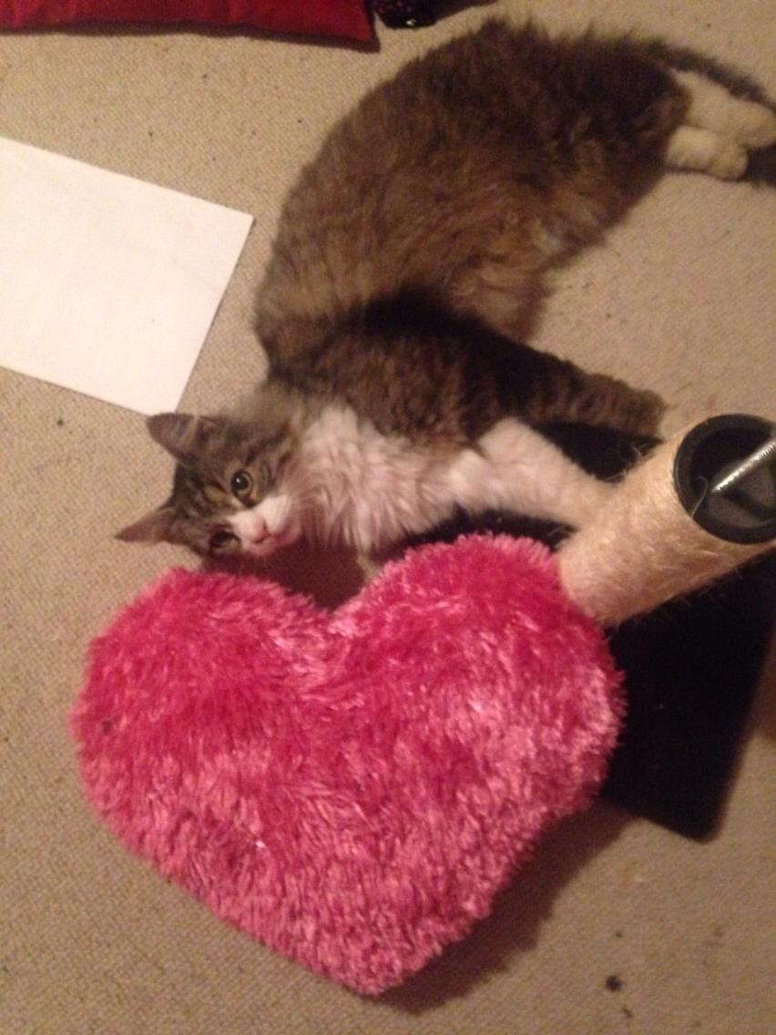 Blanding af racer Ludvig billede 3