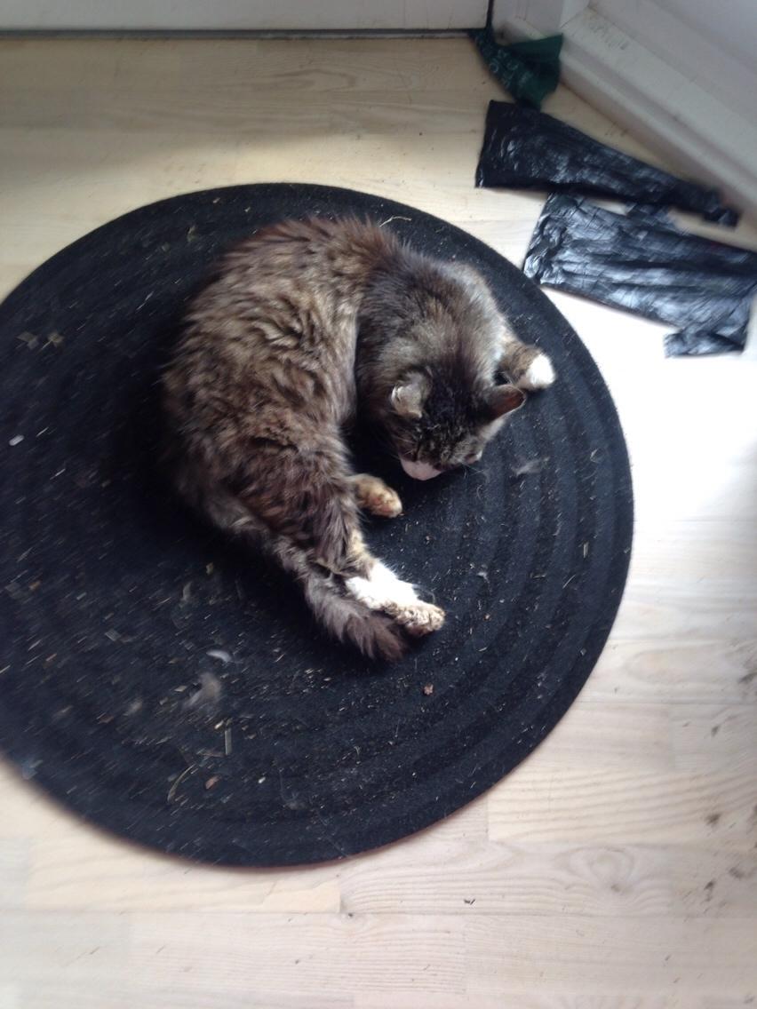 Blanding af racer Ludvig billede 4