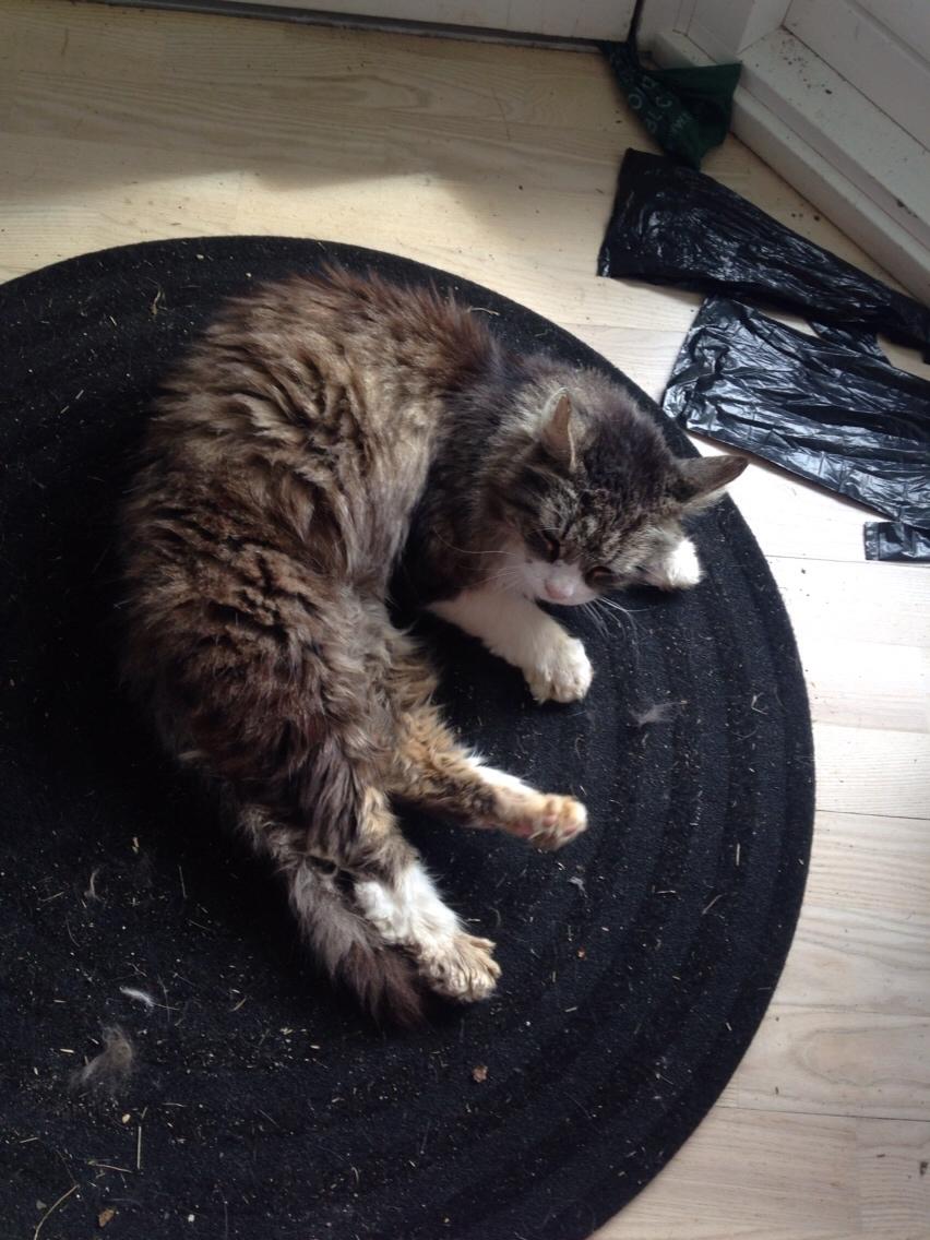 Blanding af racer Ludvig billede 5