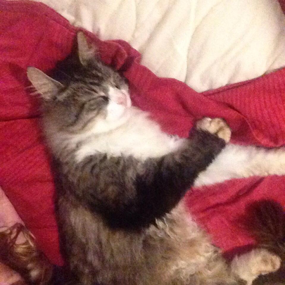 Blanding af racer Ludvig billede 7