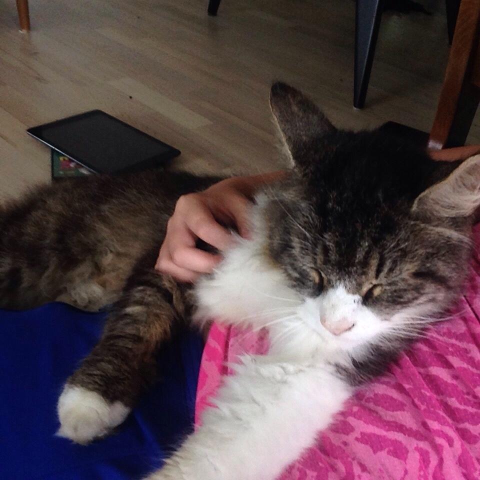 Blanding af racer Ludvig billede 6