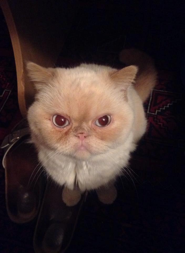 Exotic Enya (Miss Ice)  billede 1