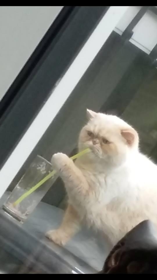 Exotic Enya (Miss Ice)  billede 3