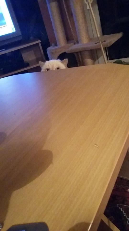 Exotic Enya (Miss Ice)  billede 4