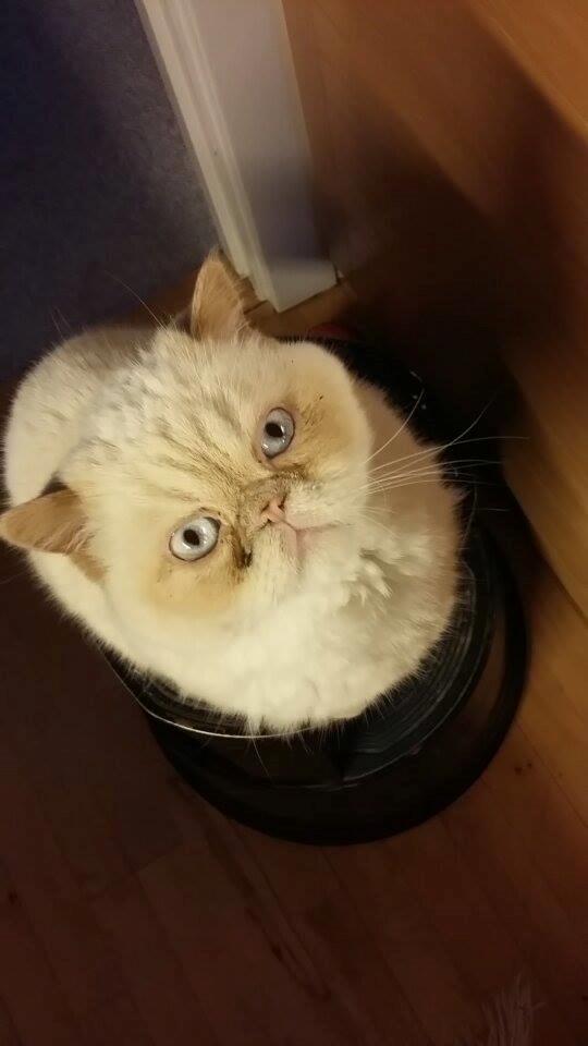 Exotic Enya (Miss Ice)  billede 7