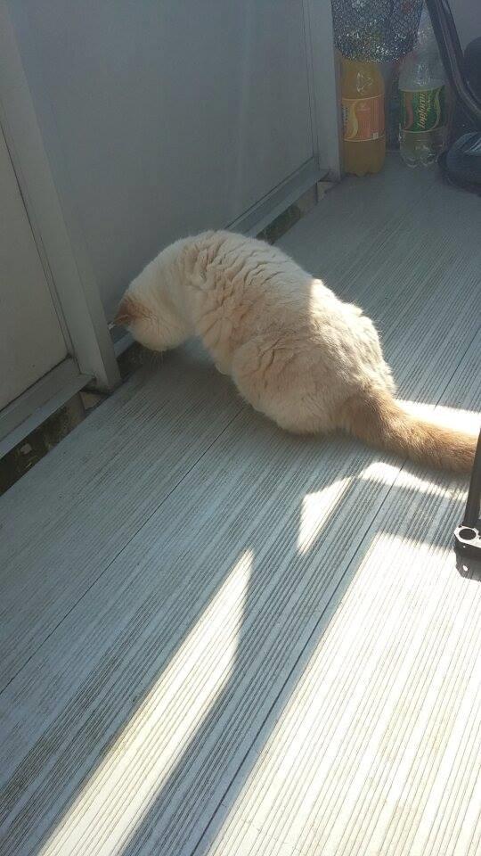 Exotic Enya (Miss Ice)  billede 6