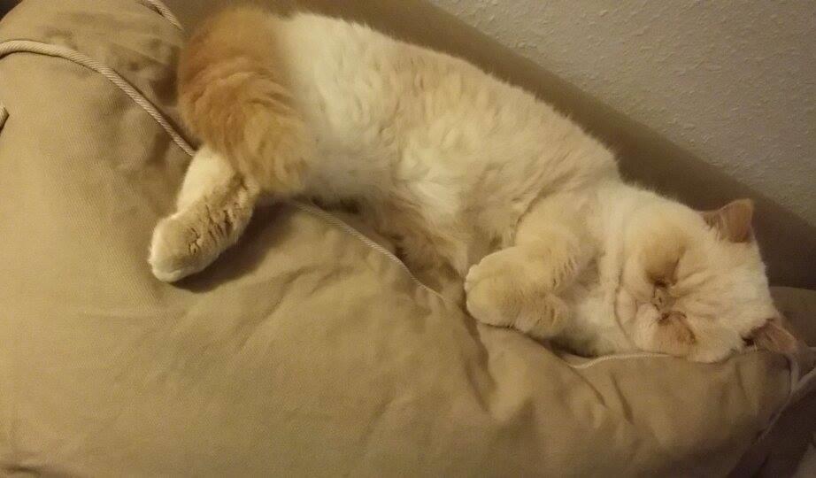 Exotic Enya (Miss Ice)  billede 8