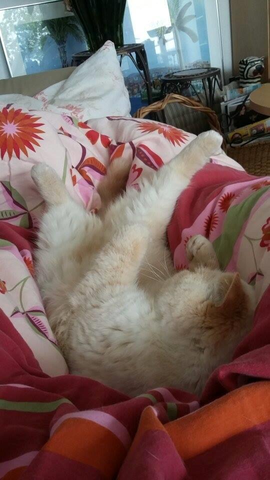 Exotic Enya (Miss Ice)  billede 9