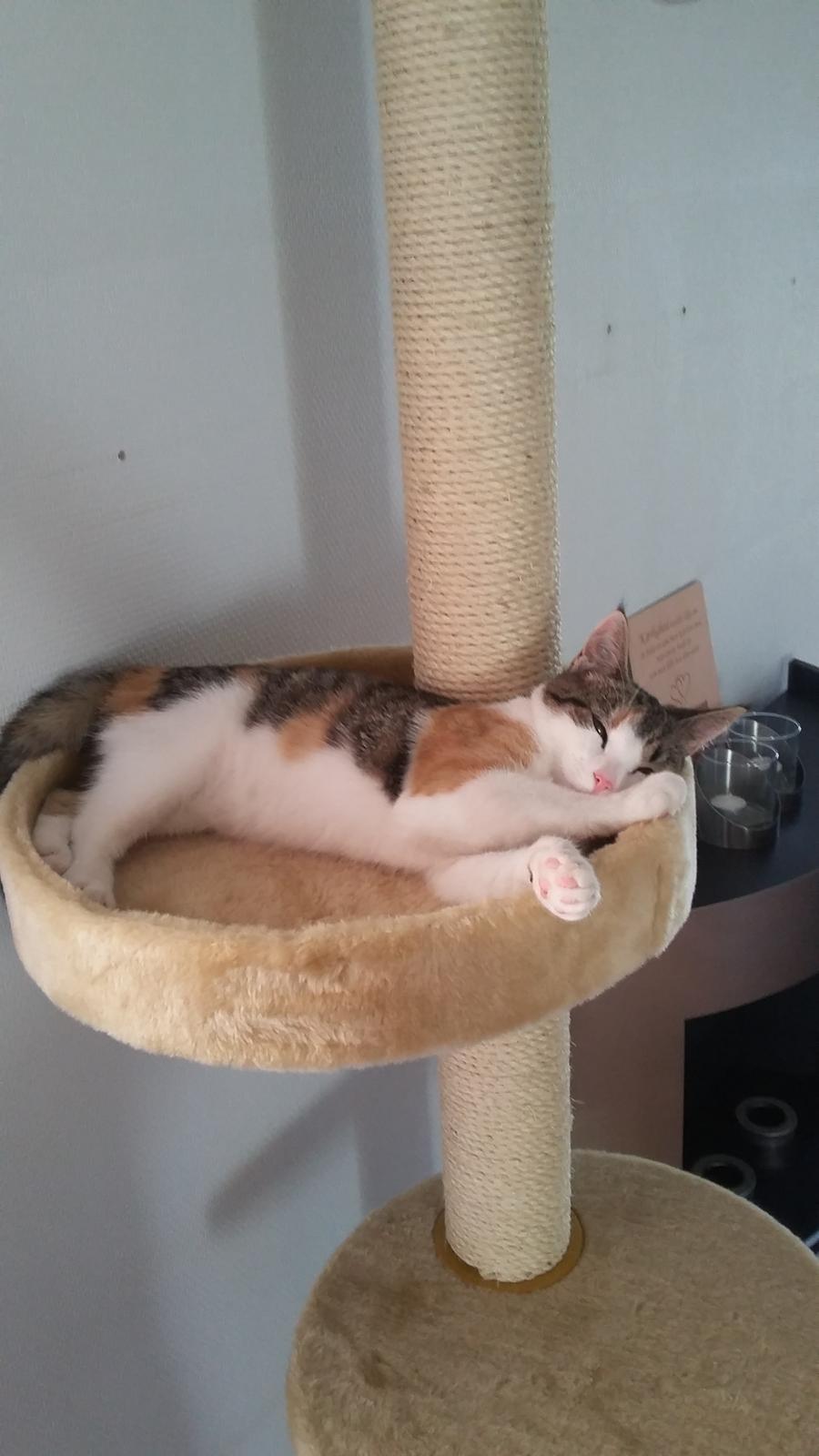 Huskat Lulu (R.I.P) billede 6