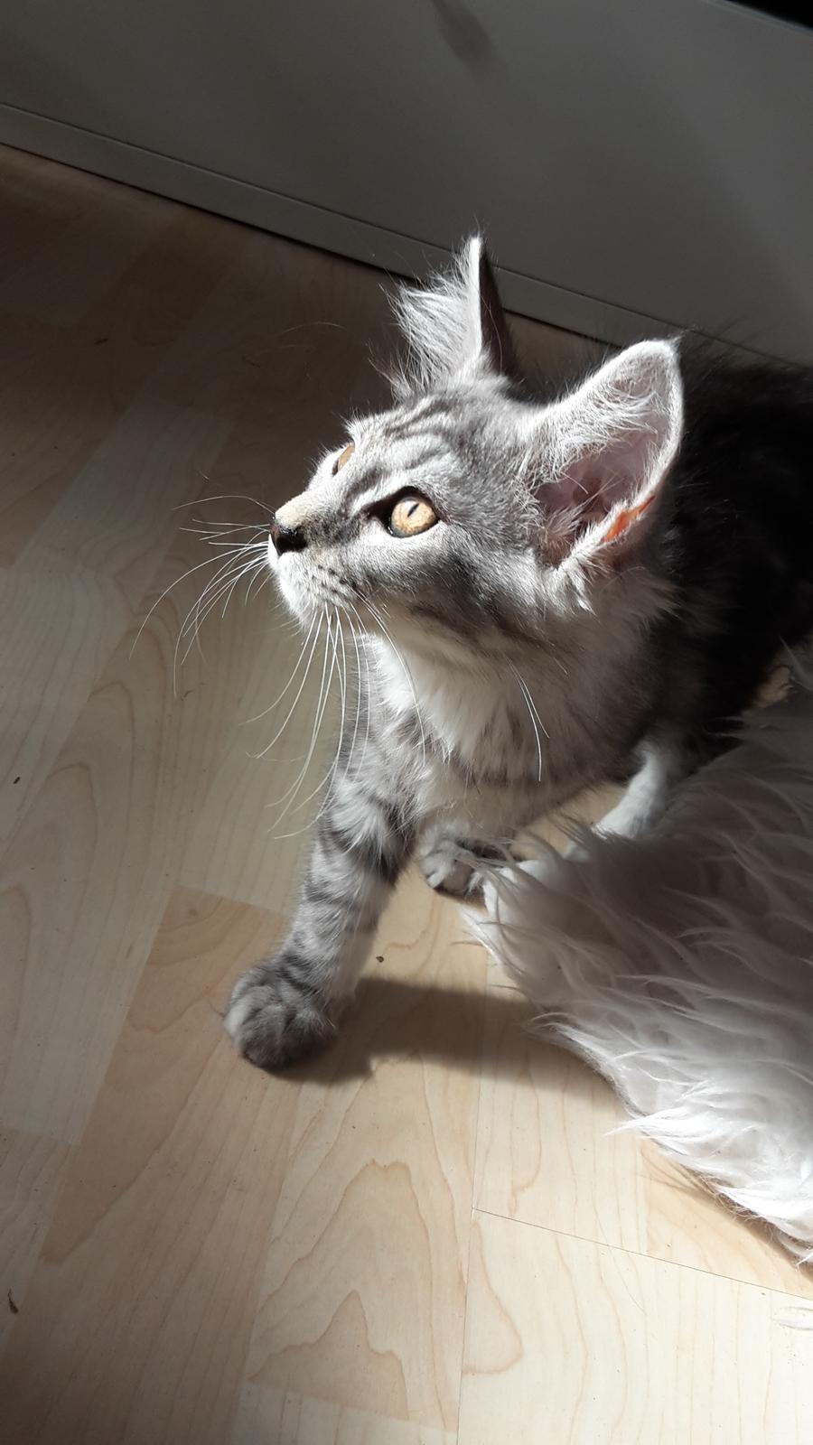 Maine Coon Bumle billede 5