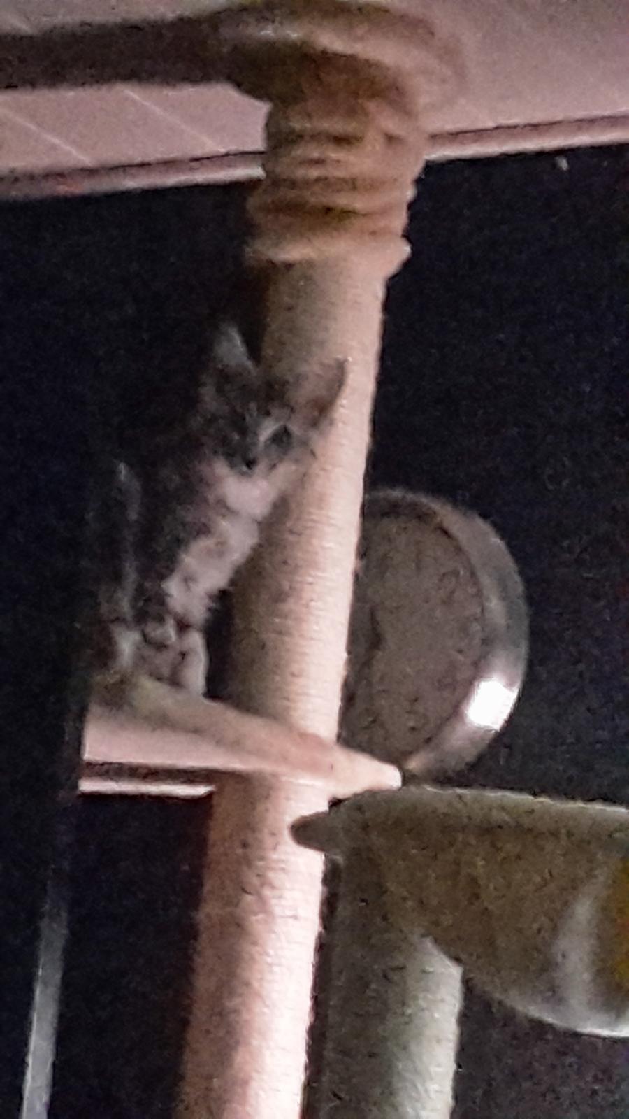 Maine Coon Bumle billede 6