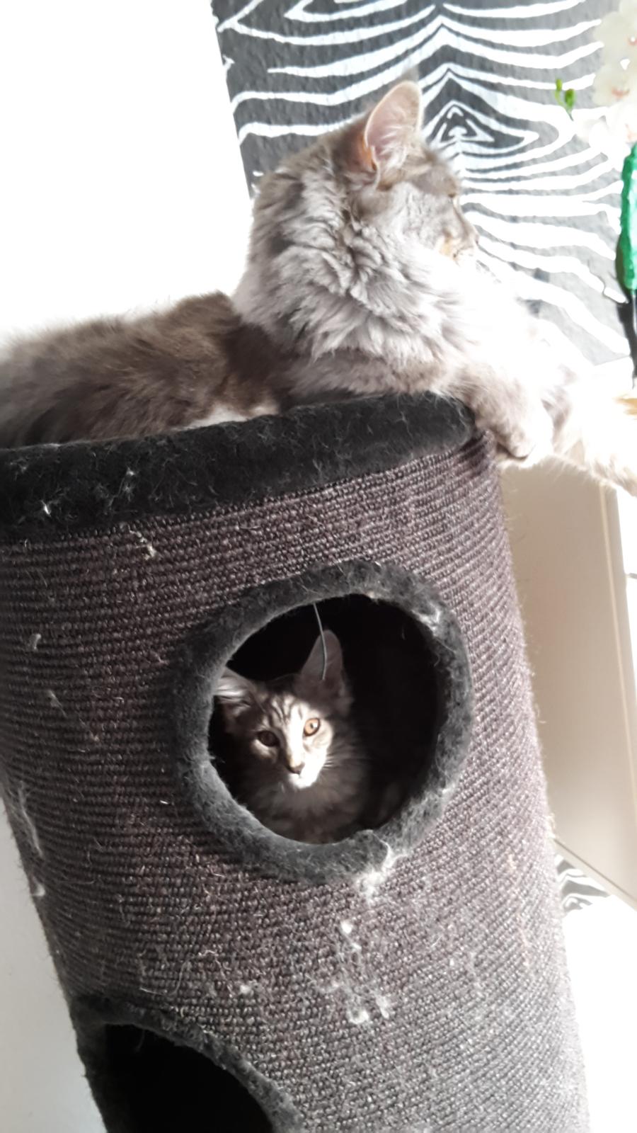 Maine Coon Bumle billede 9