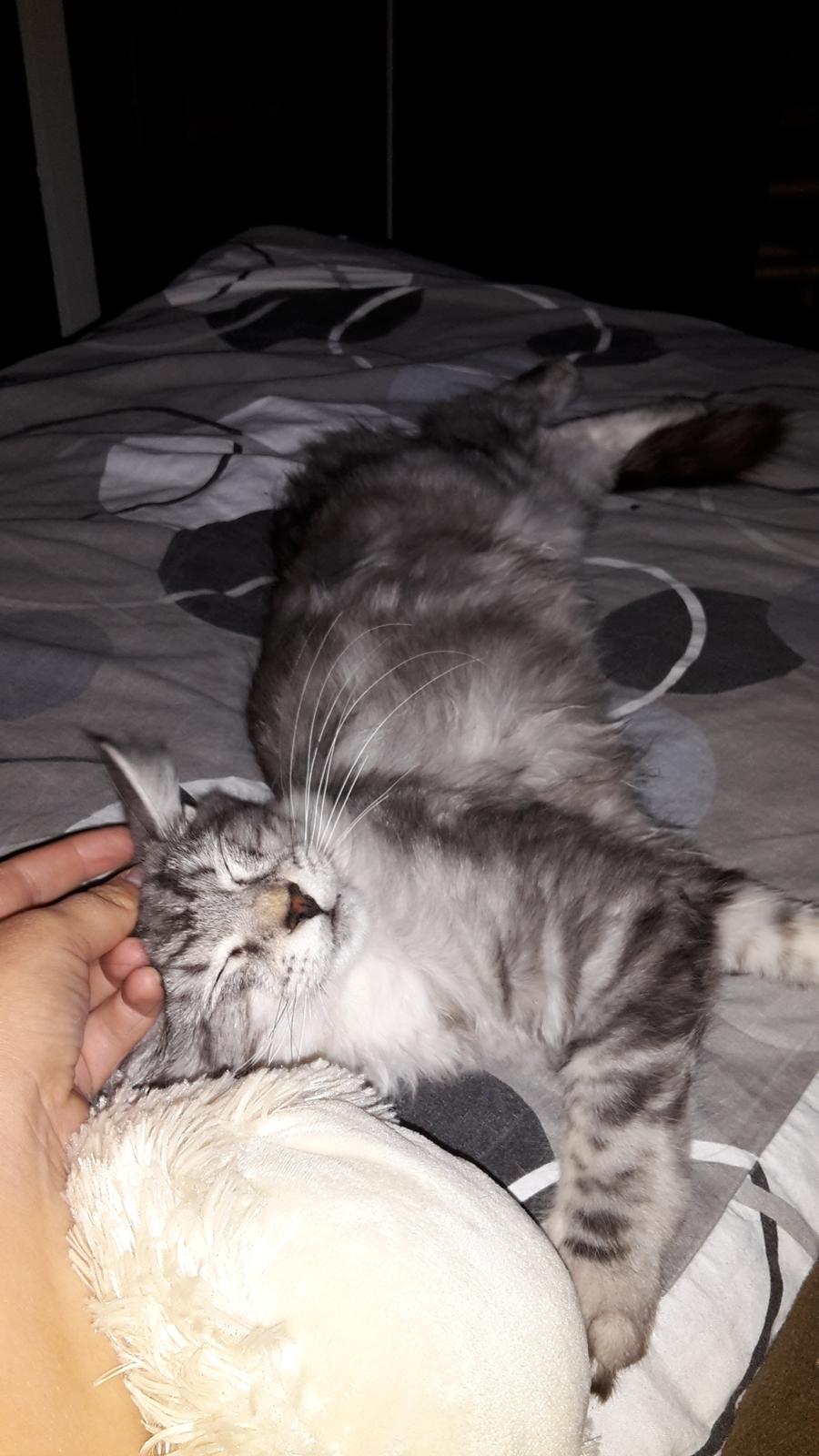 Maine Coon Bumle billede 12