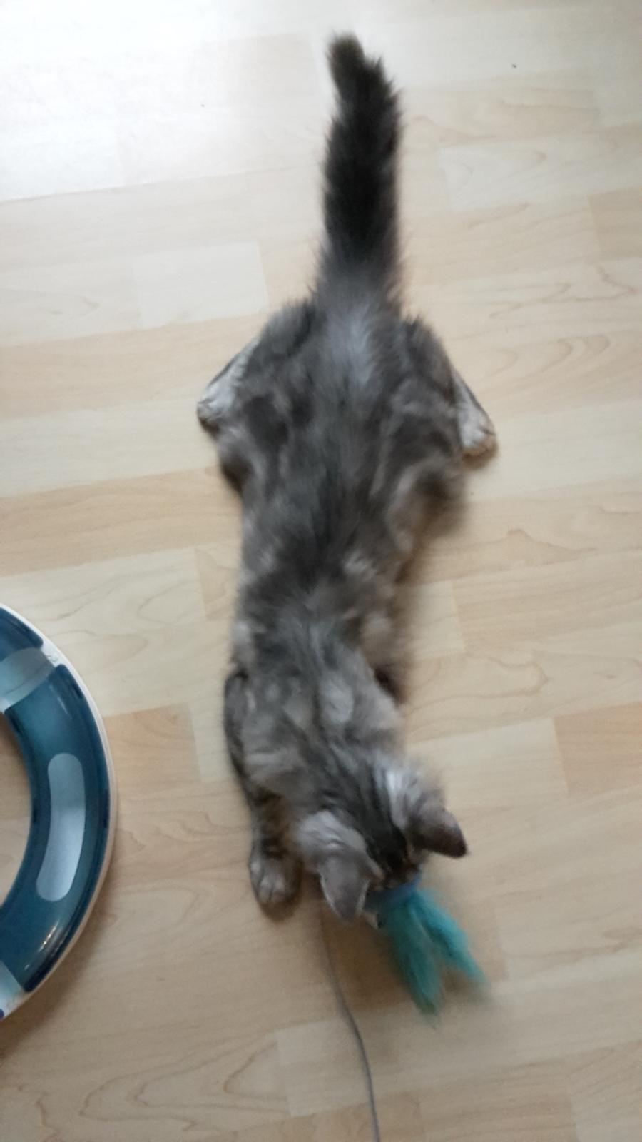 Maine Coon Bumle billede 11