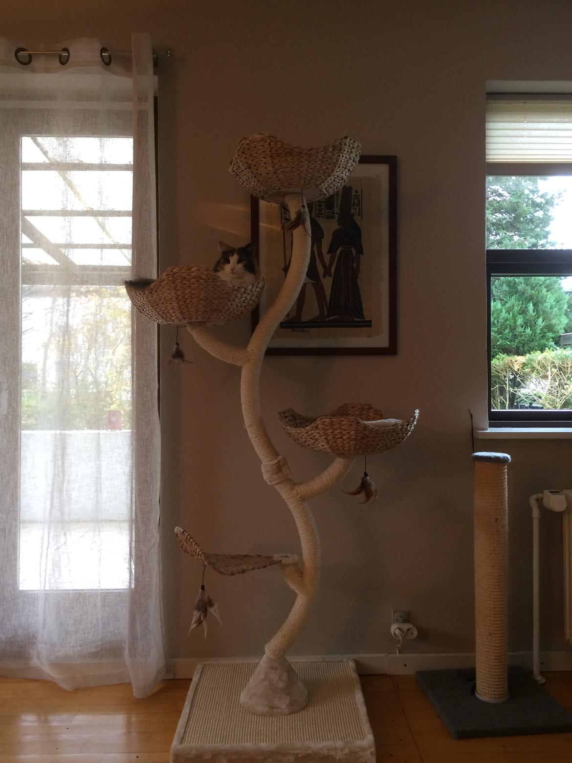 Norsk Skovkat Flocke (Killix Klokkeblomst) - himmelkat  - Nyt kradsetræ, efteråret 2016 billede 21