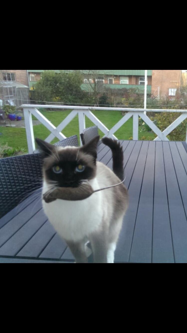 Blanding af racer Mille  billede 2