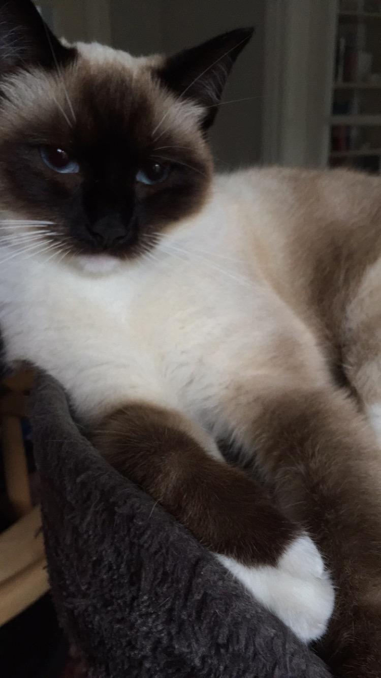 Blanding af racer Mille  billede 3