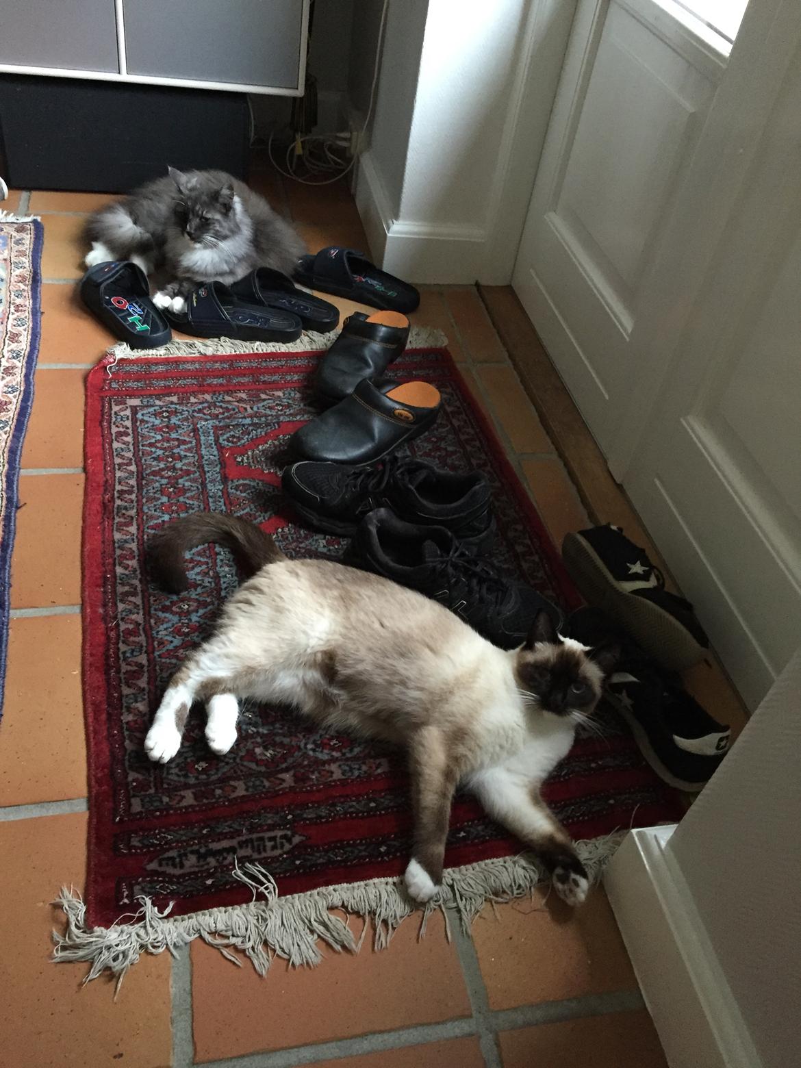 Blanding af racer Mille  billede 4