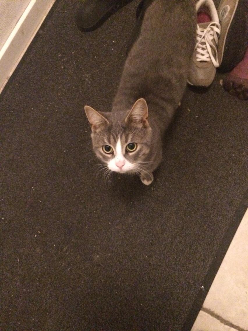 Blanding af racer Prins billede 38