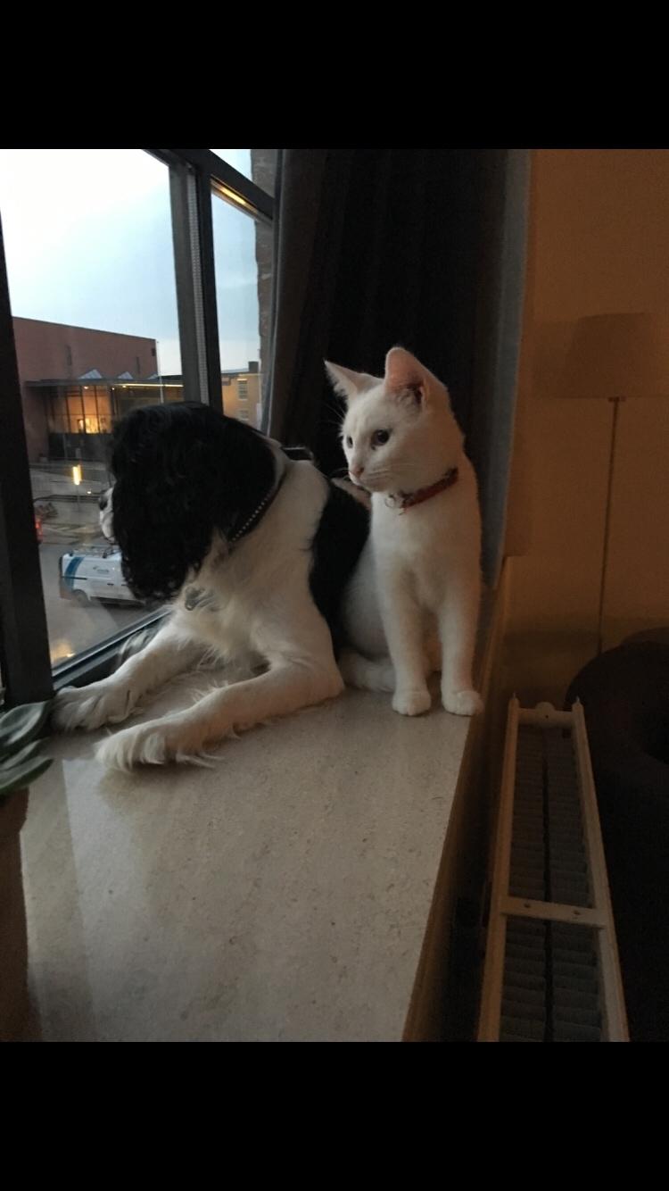 Blanding af racer Melina (hvid kat) billede 18