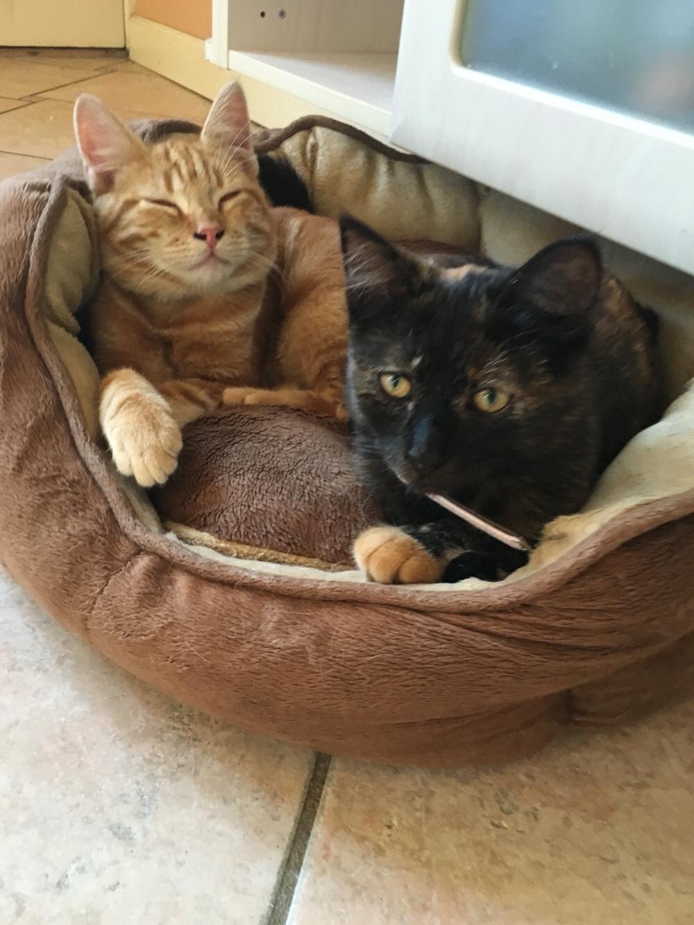 Blanding af racer Mona (killing) billede 6