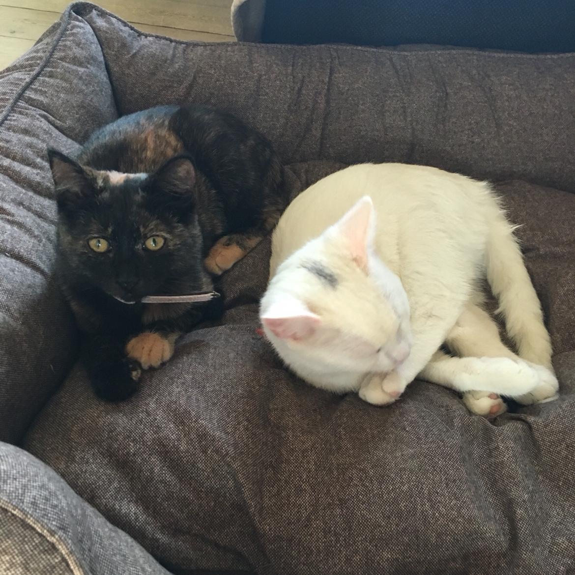 Blanding af racer Mona (killing) billede 8