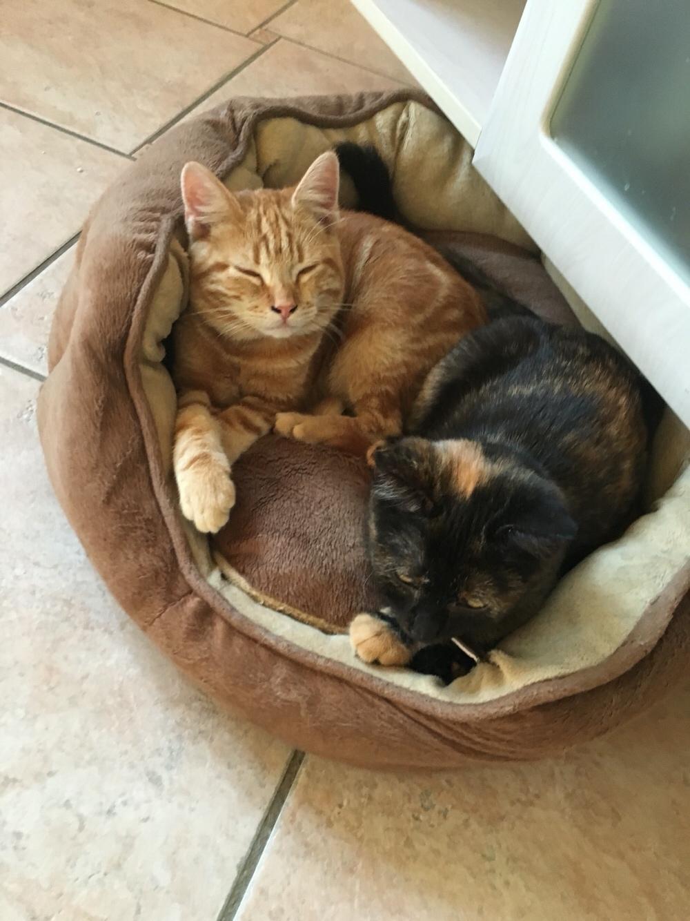 Huskat Miko (killing) billede 6