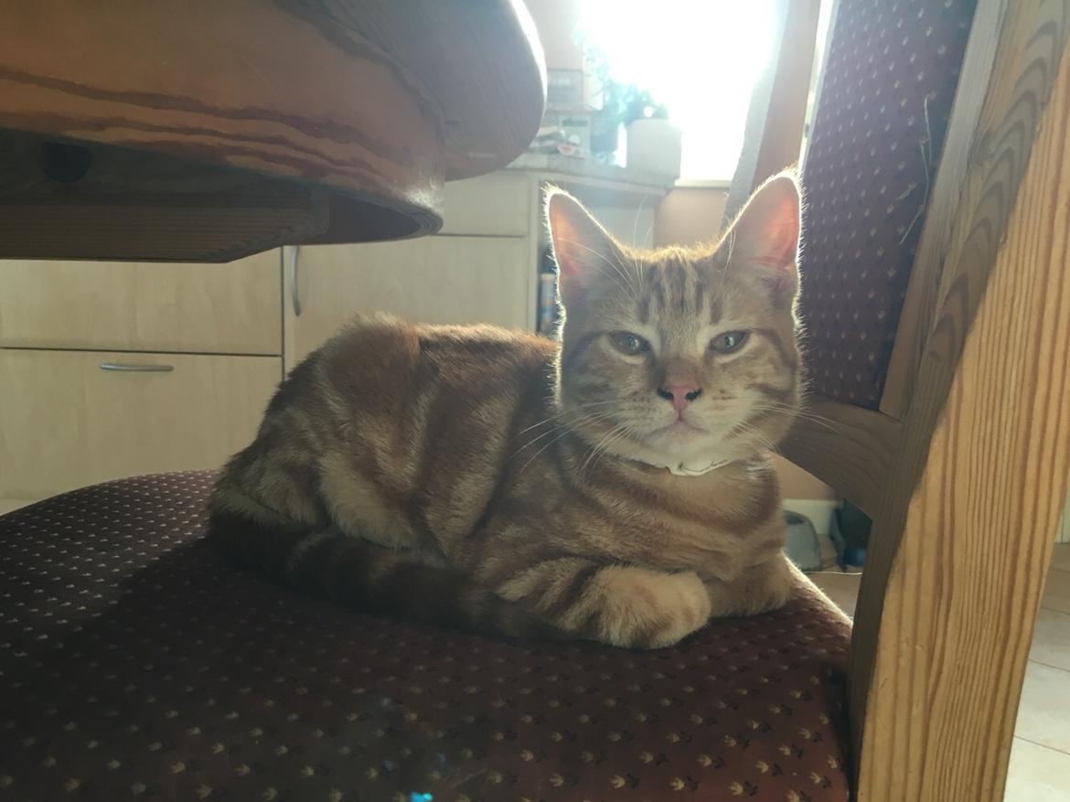 Huskat Miko (killing) billede 7